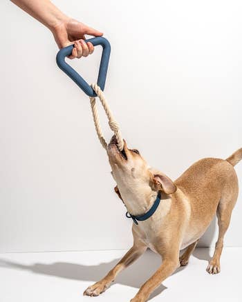 doggie tugging on navy triangle rope tug toy