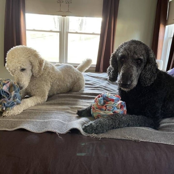 reviewer photo, two poodles playing with snuffle balls