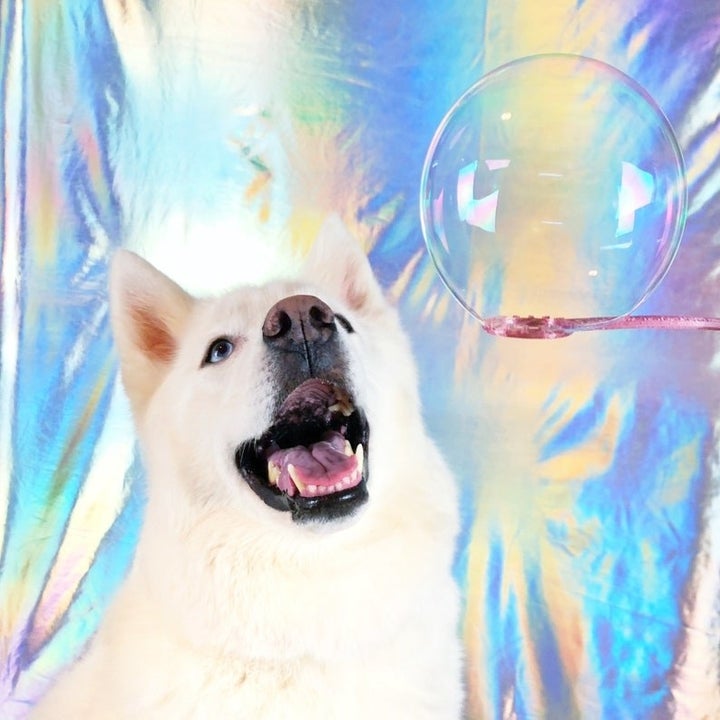 white husky looking at huge bubble on wand, holographic background