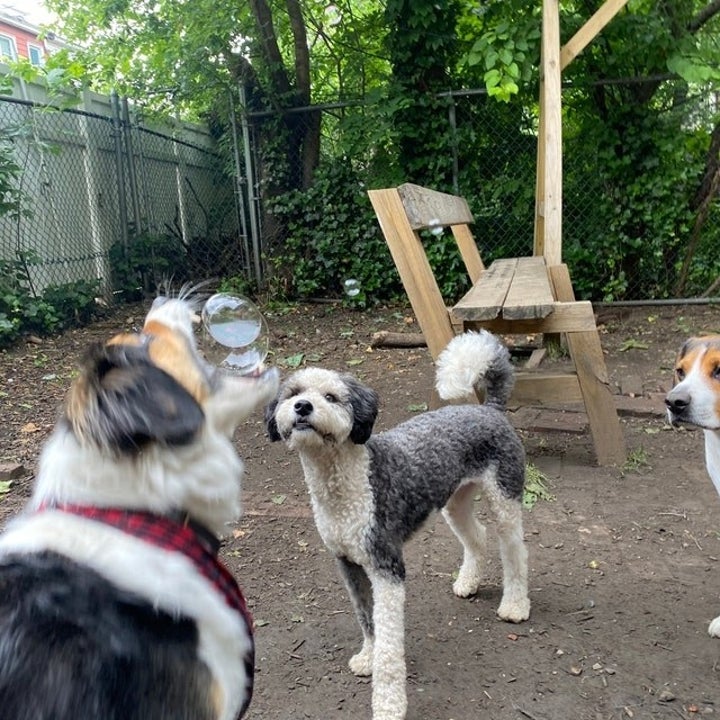 reviewer photo, doggies chomping on bubbles