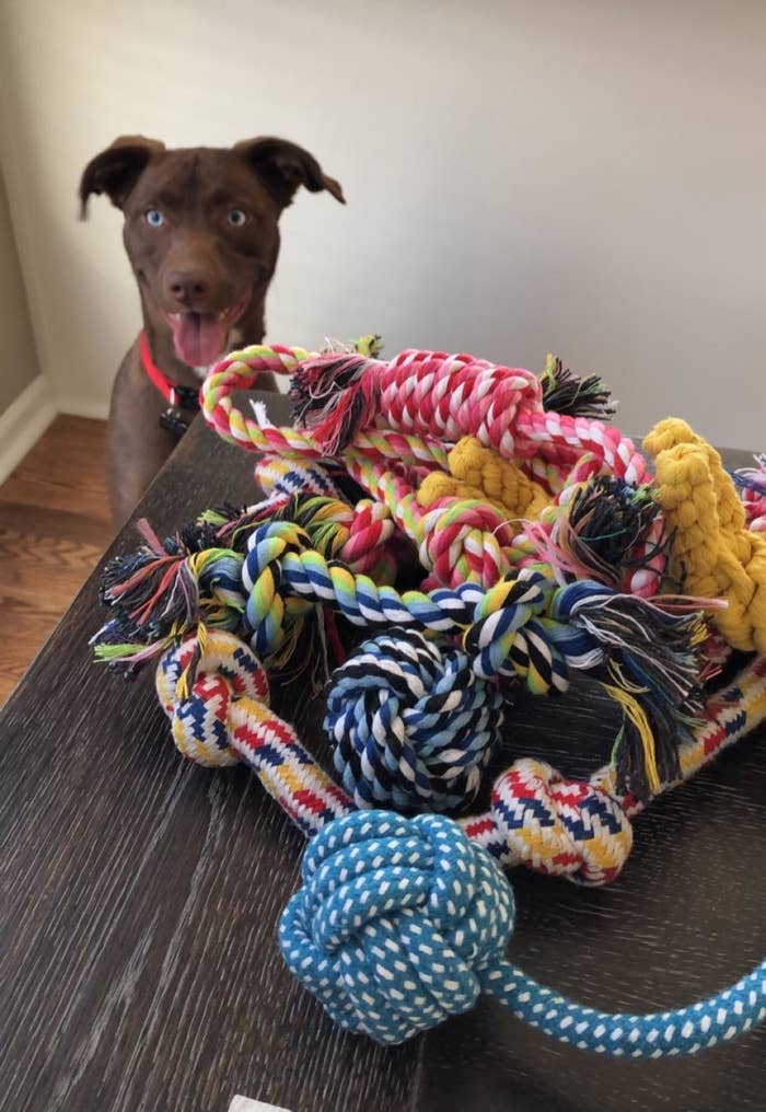 reviewer's dog waiting to play with chew toys