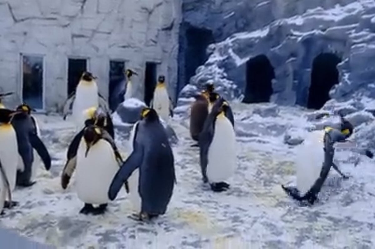 ちょ うそでしょ ペンギンでも滑って転ぶのか 衝撃的な動画が4万リツイート