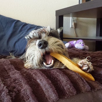 a dog chewing on the yak stick
