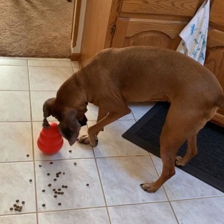 reviewer photo of doggie eating kibble from red Kong