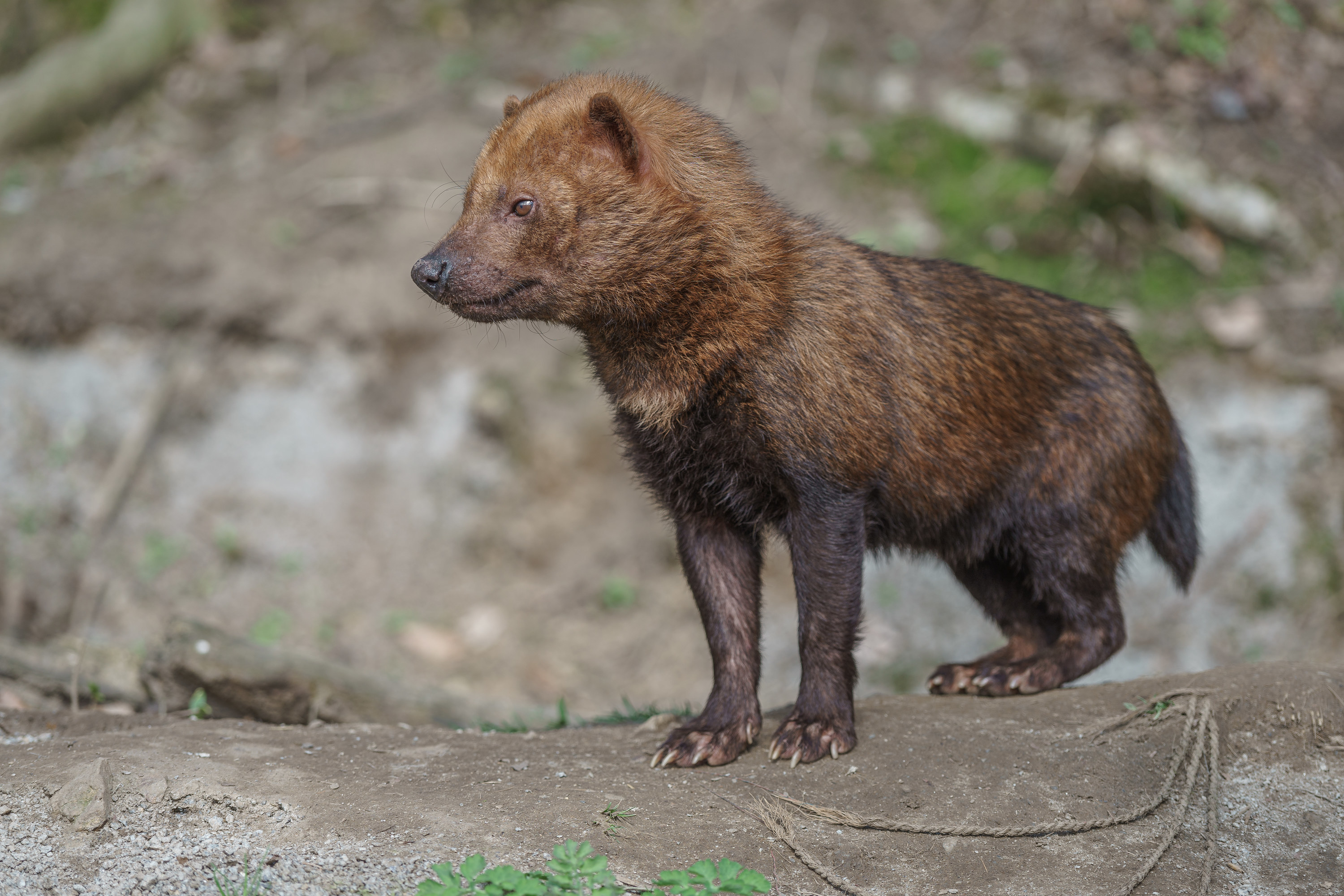 image of a Bush Dog standing looking towards another direction