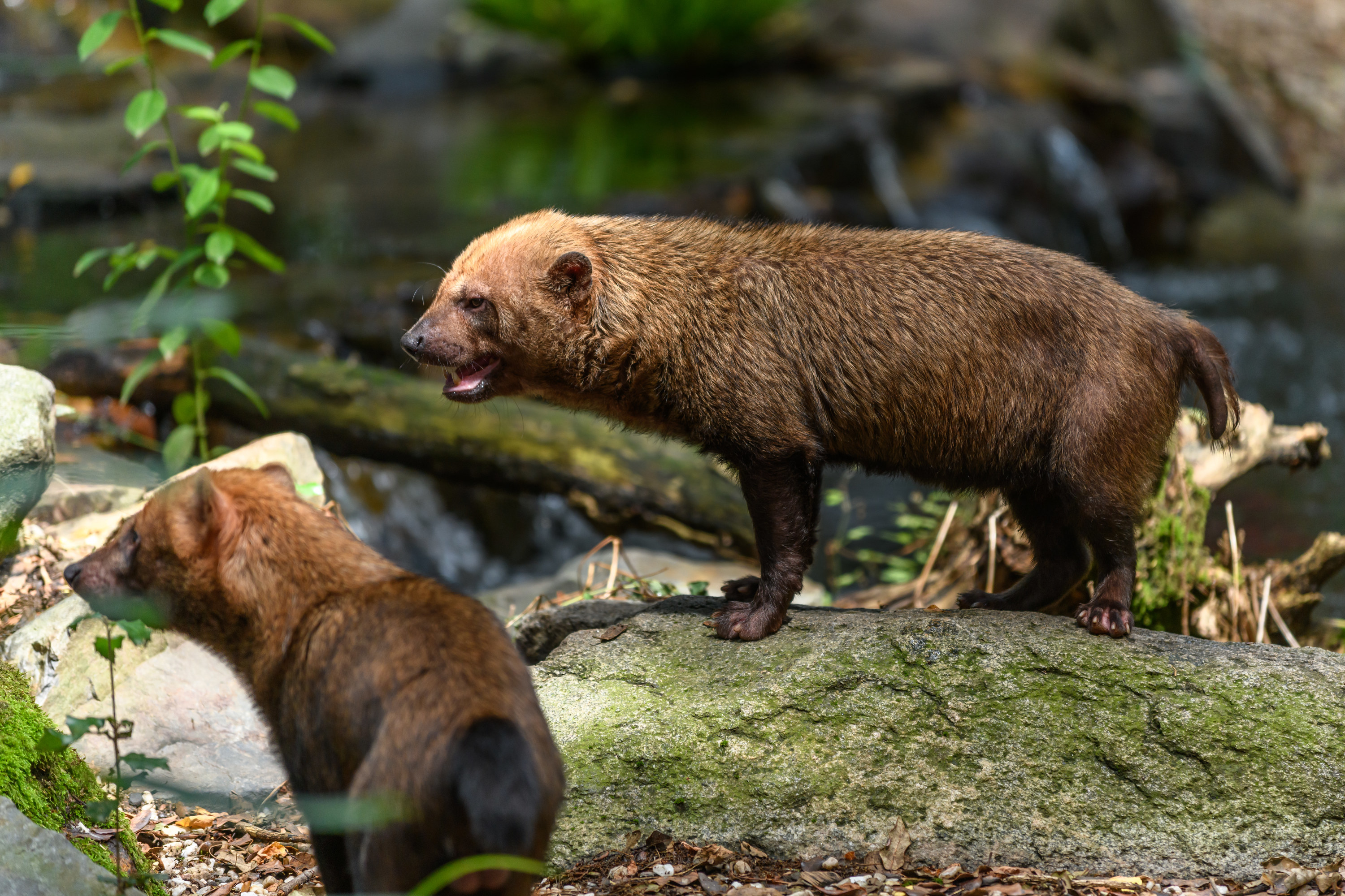 Captive bush dog at the Sables Zoo in Sables d&#x27;Olonne in France