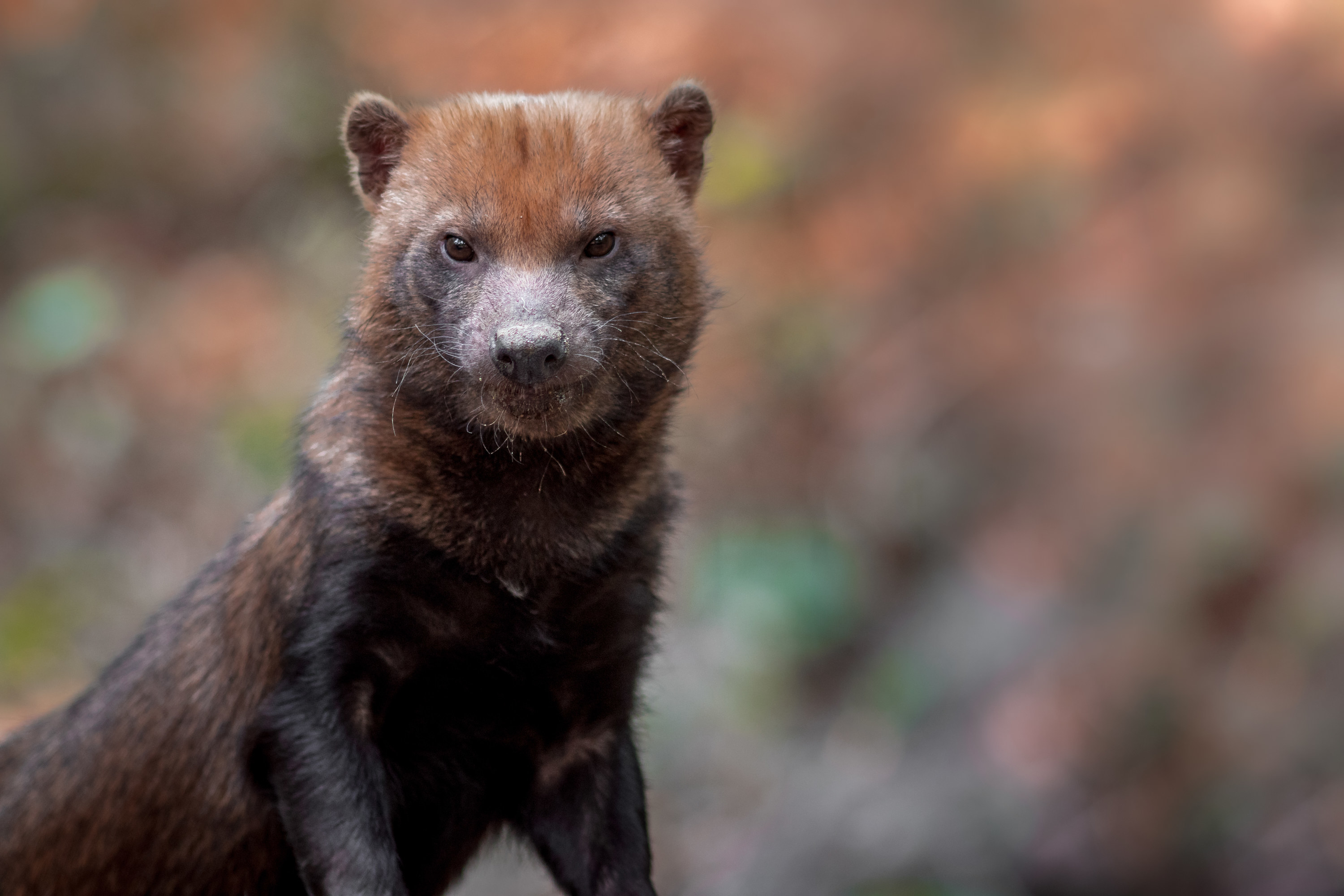 A Bush Dog gazes curiously into the camera