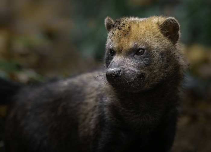 Picture of a Bush Dog posing dramatically