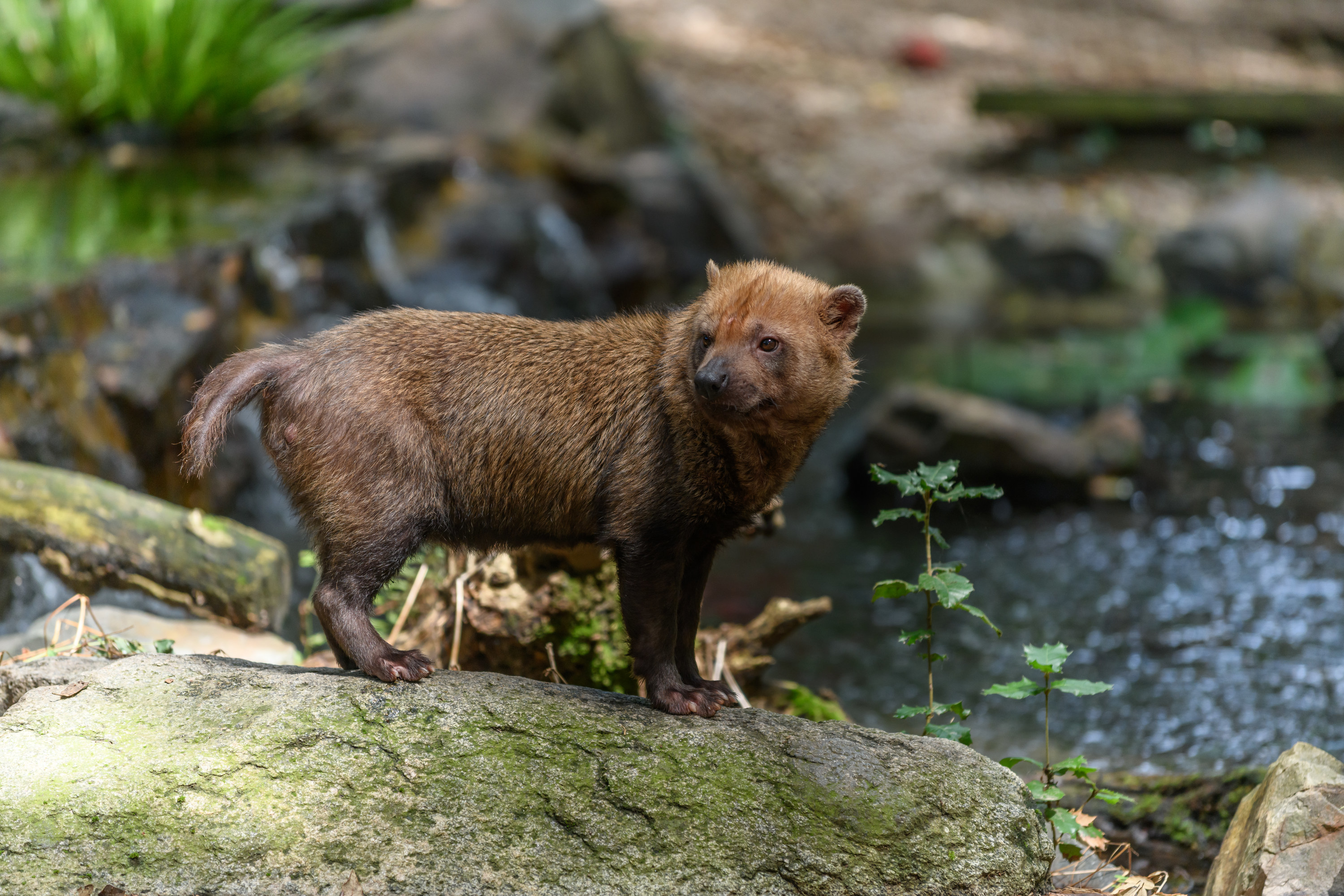 Captive bush dog at the Sables Zoo in Sables d&#x27;Olonne in France