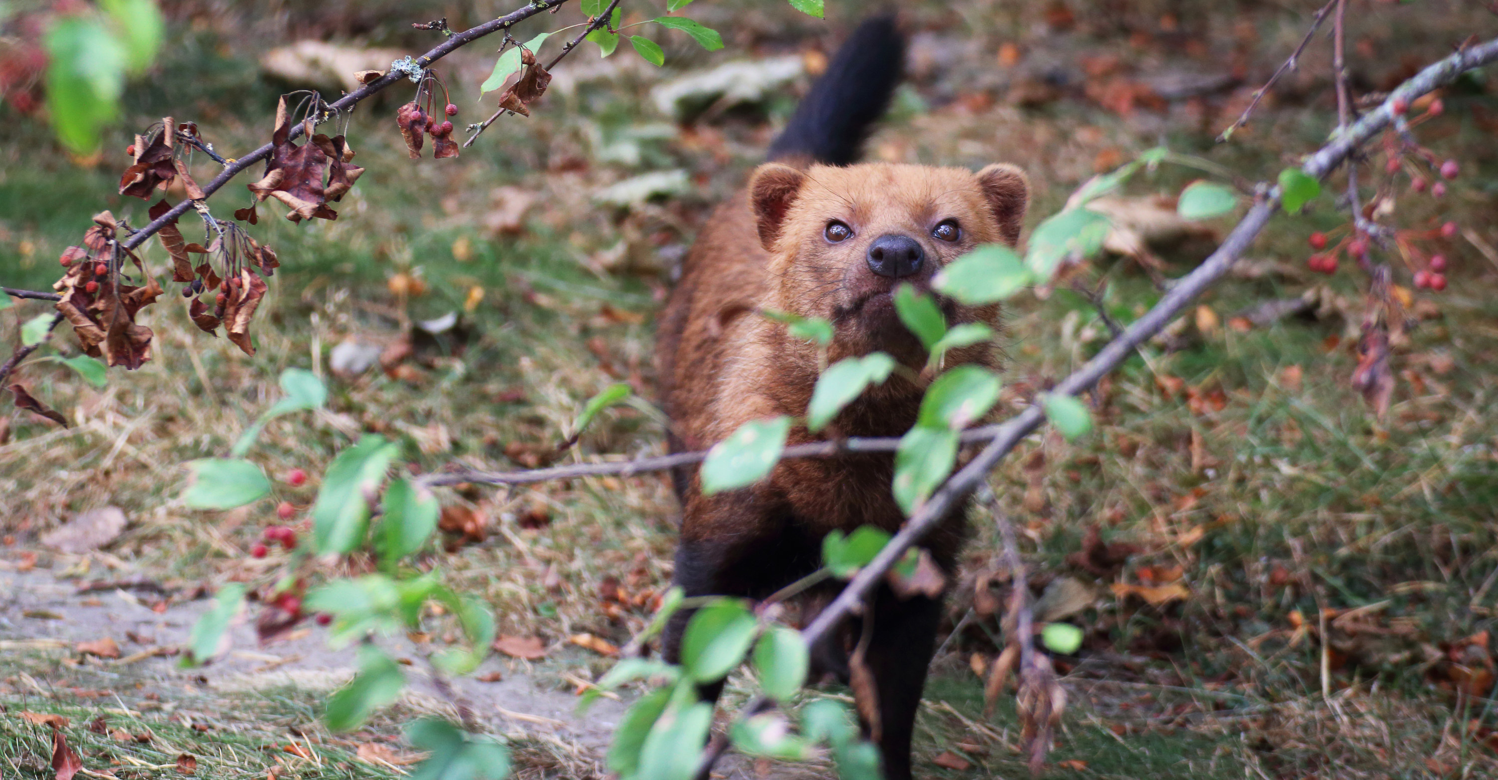 A bush dog hiding behind some branches