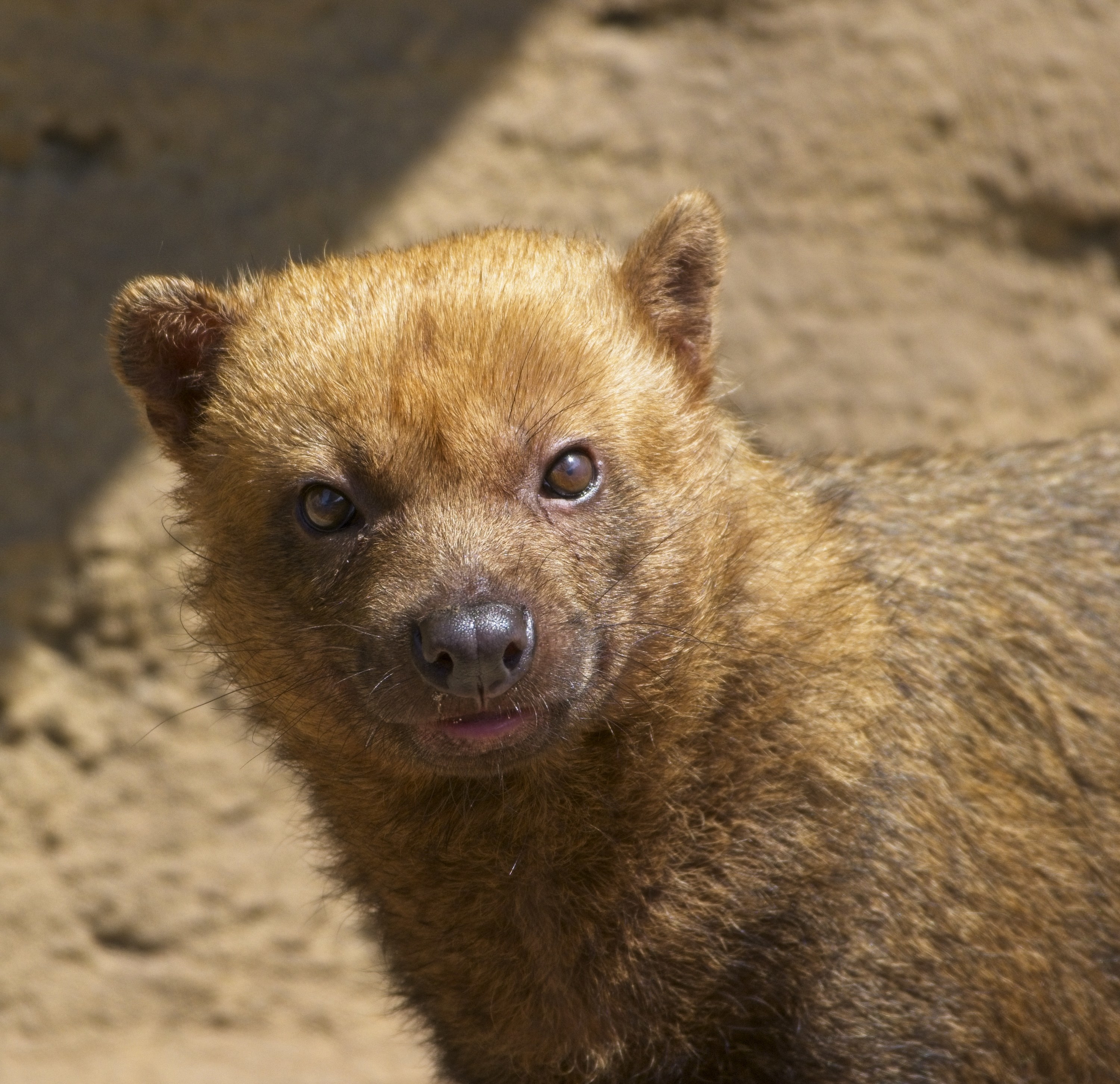 A Bush Dog stares curiously at the camera