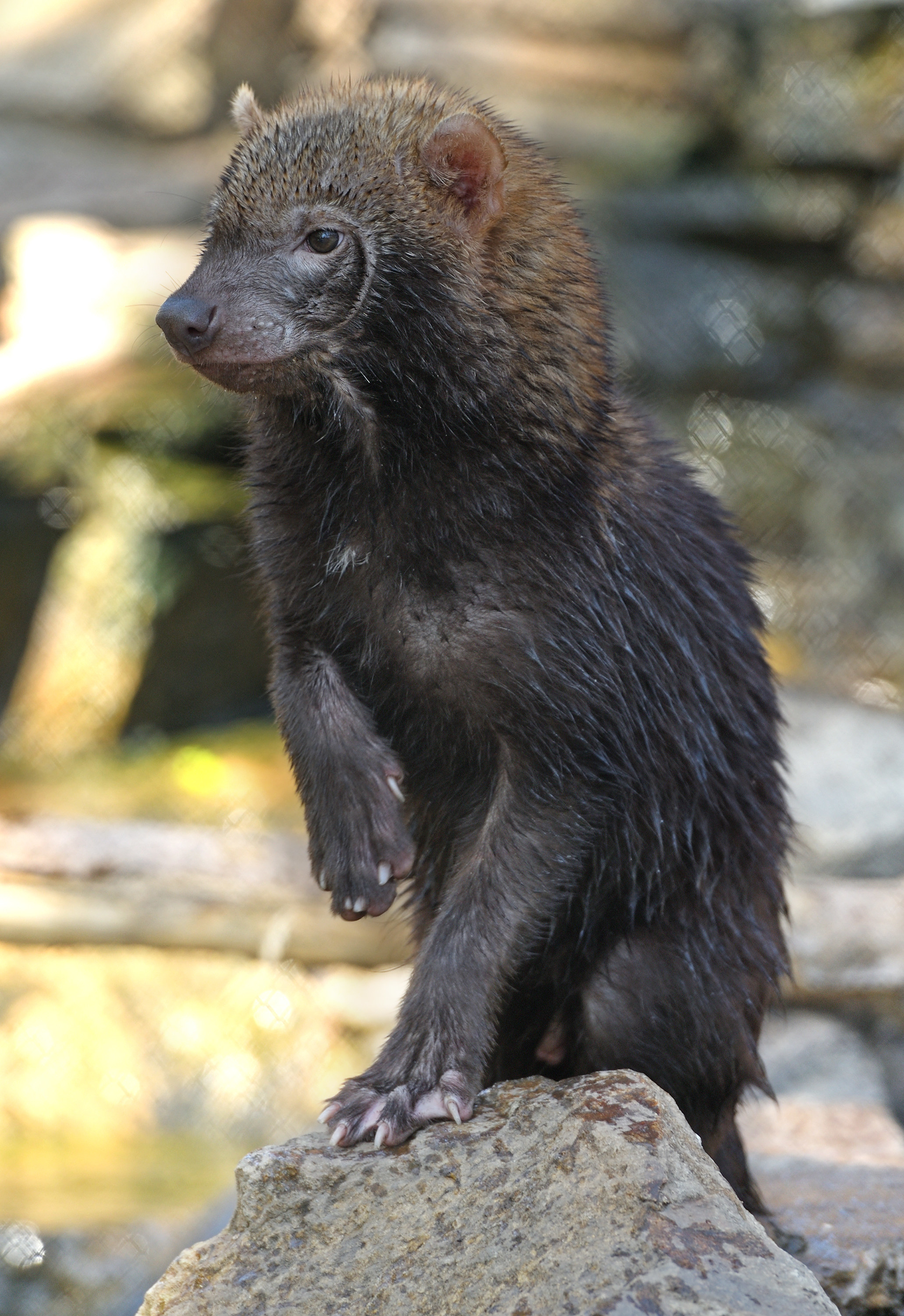 Picture of a wet Bush dog after swimming