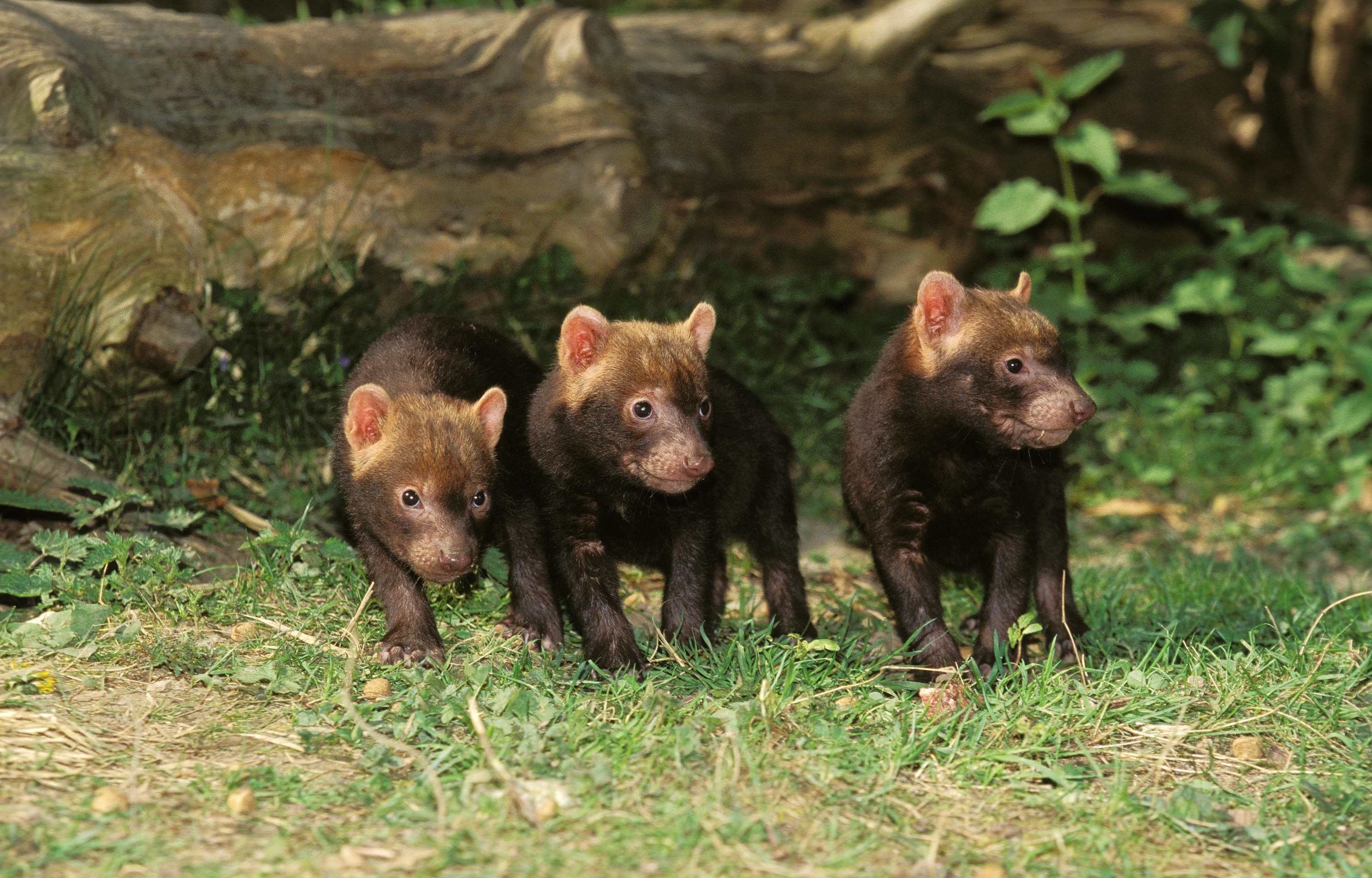 3 Bush Dog pups