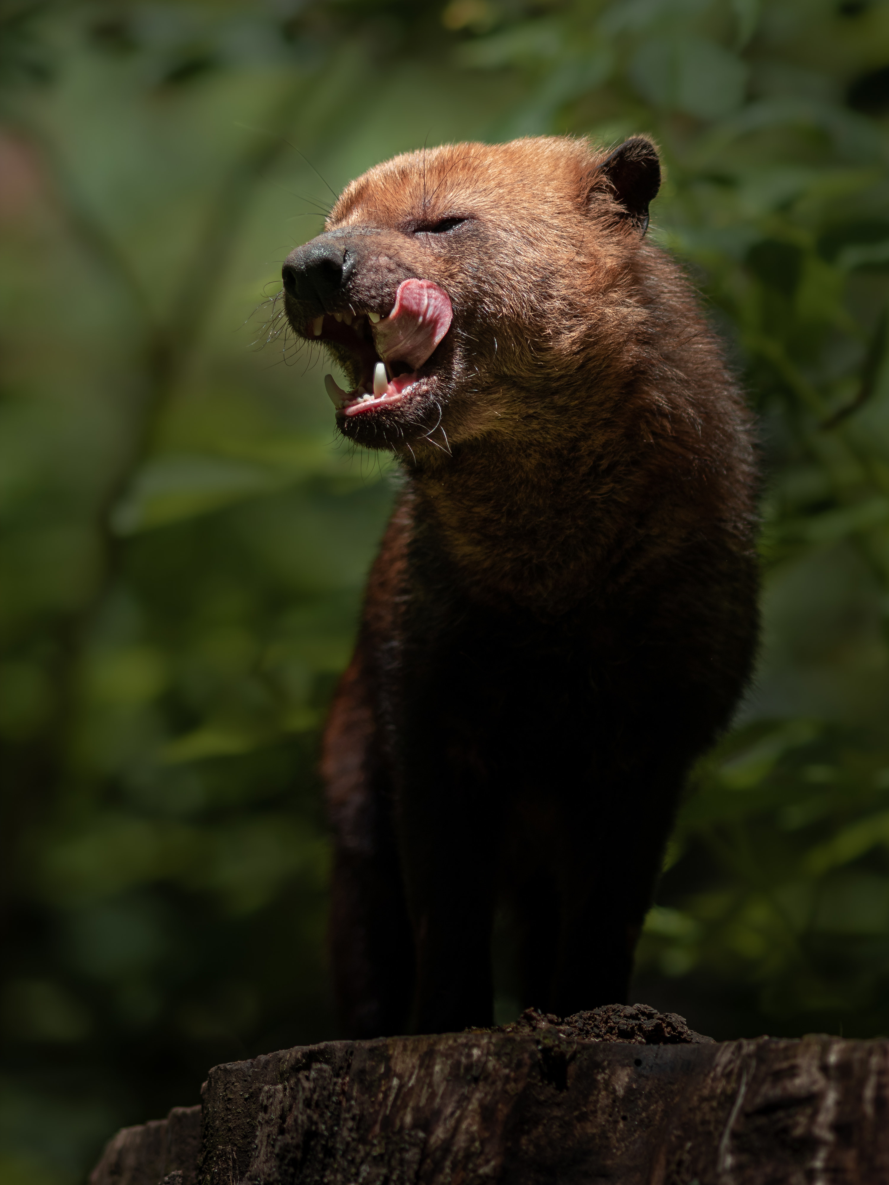 A Bush Dog licks its lips after eating