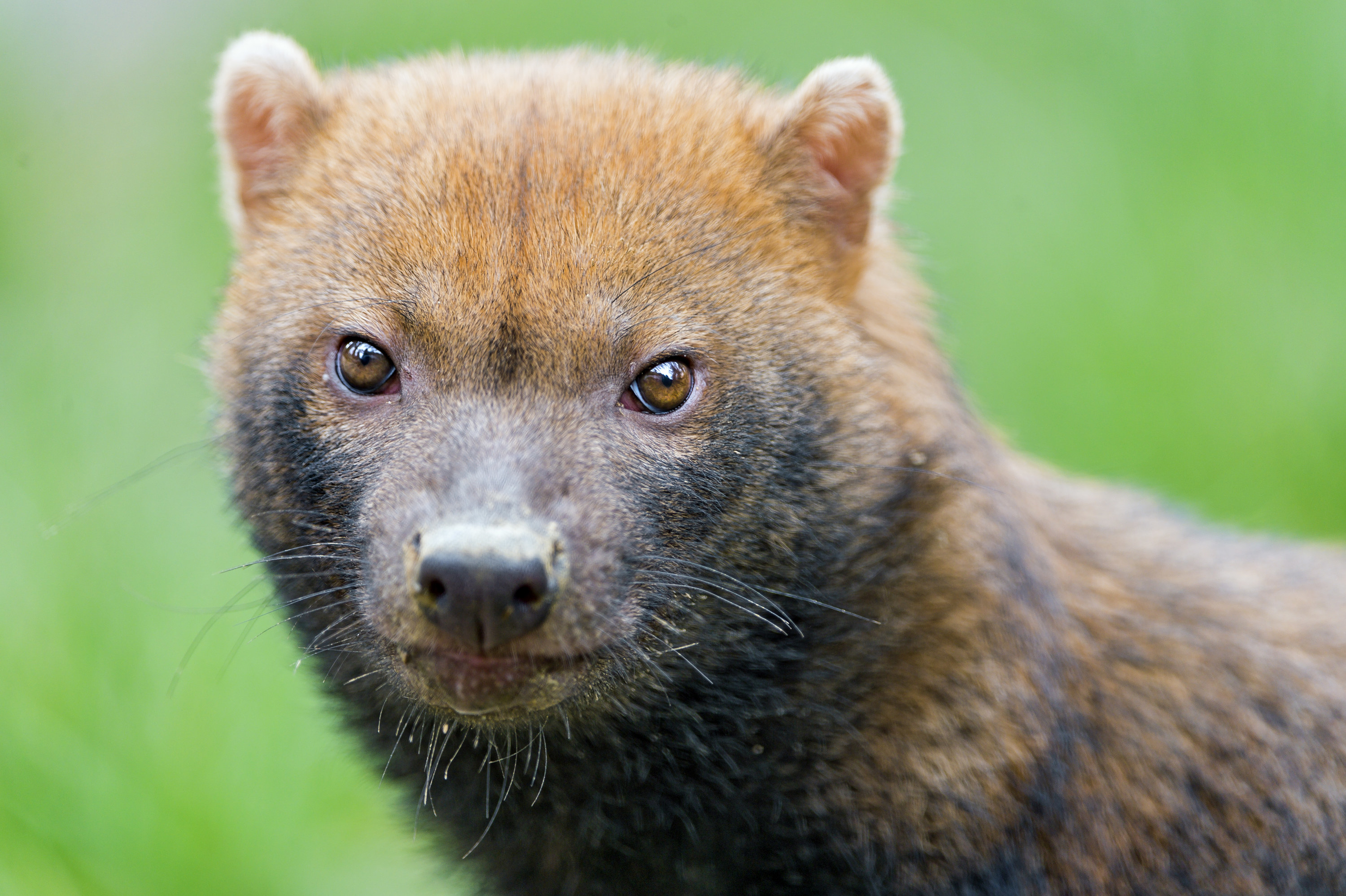 Close portrait of a bush dog looking at the camera