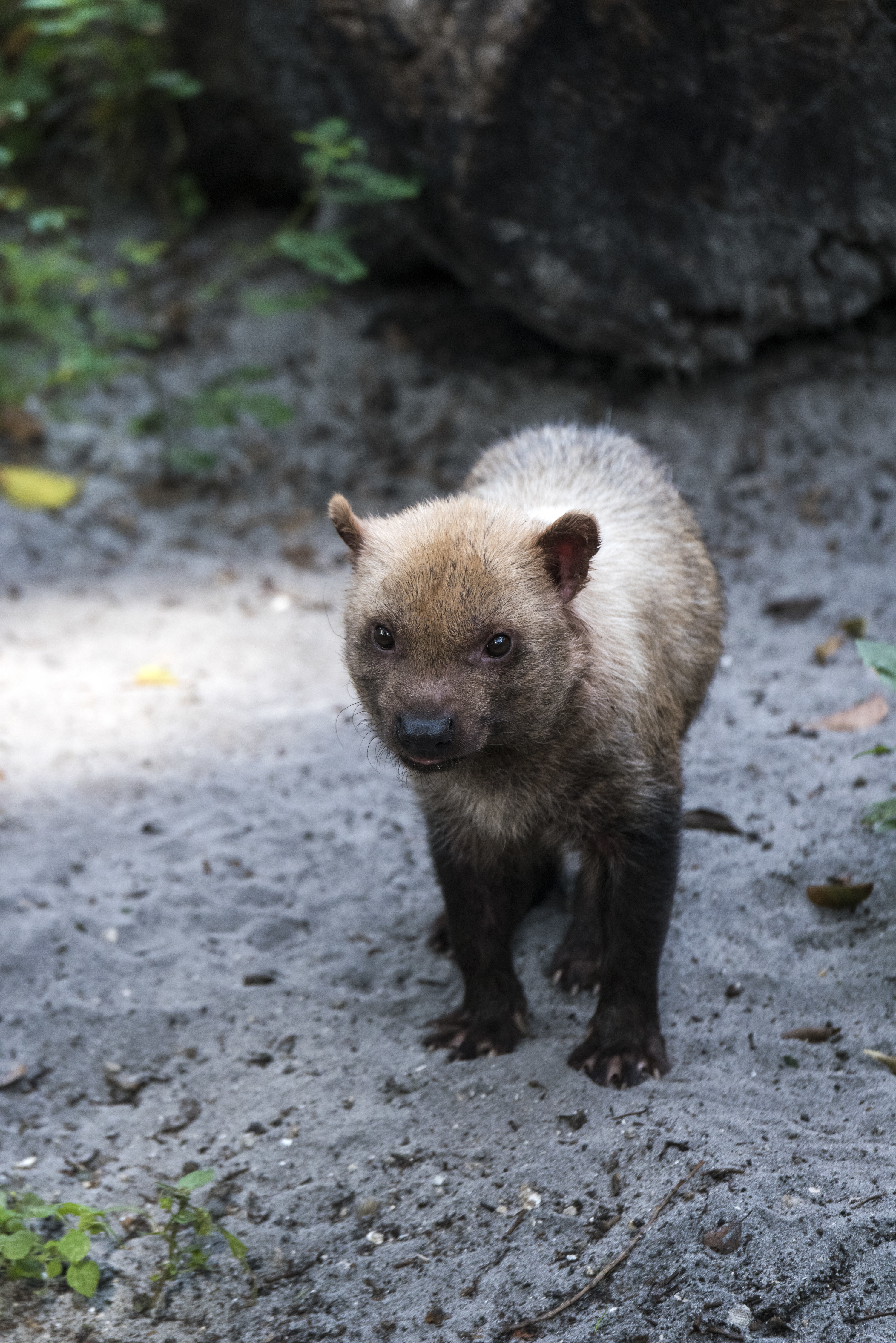 Picture of a Bush Dog looking adorable