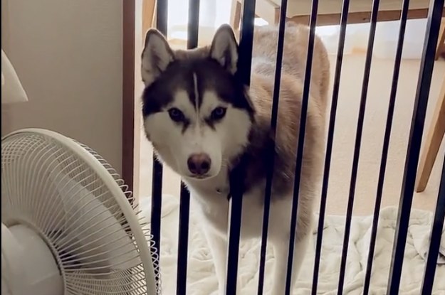 アニマル Buzzfeed