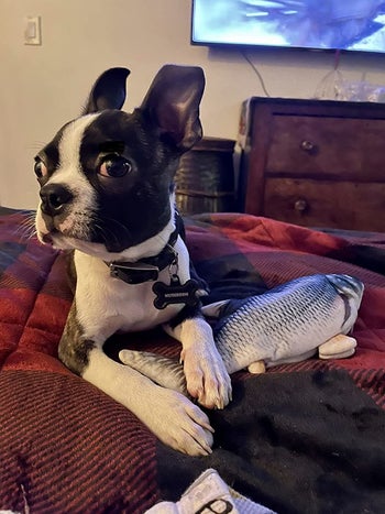 reviewer's Boston terrier with paw over fish toy on the bed