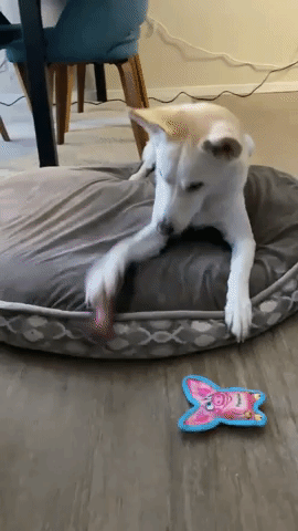 GIF of another reviewer's dog playing with and biting the flopping fish