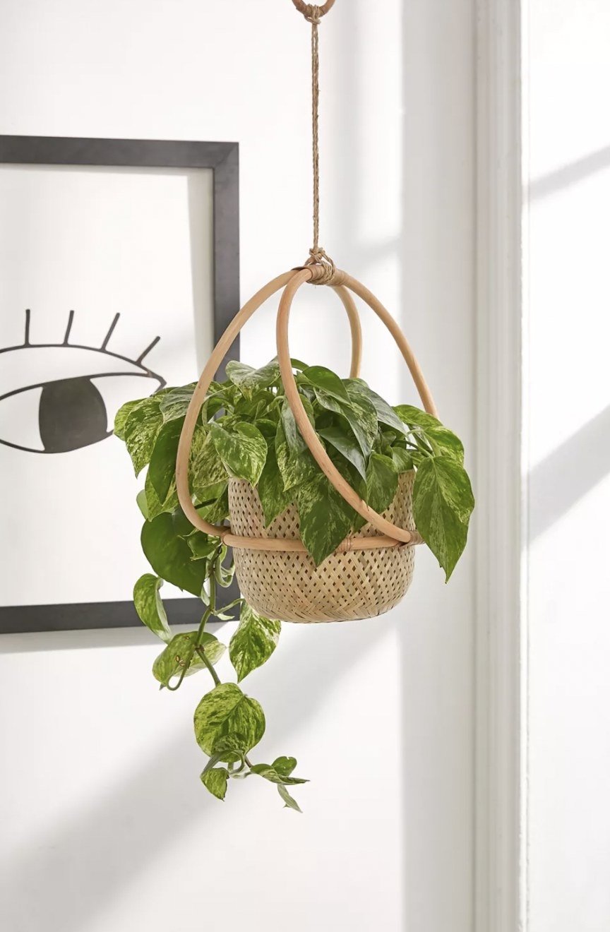 The hanging planter with a trailing plant
