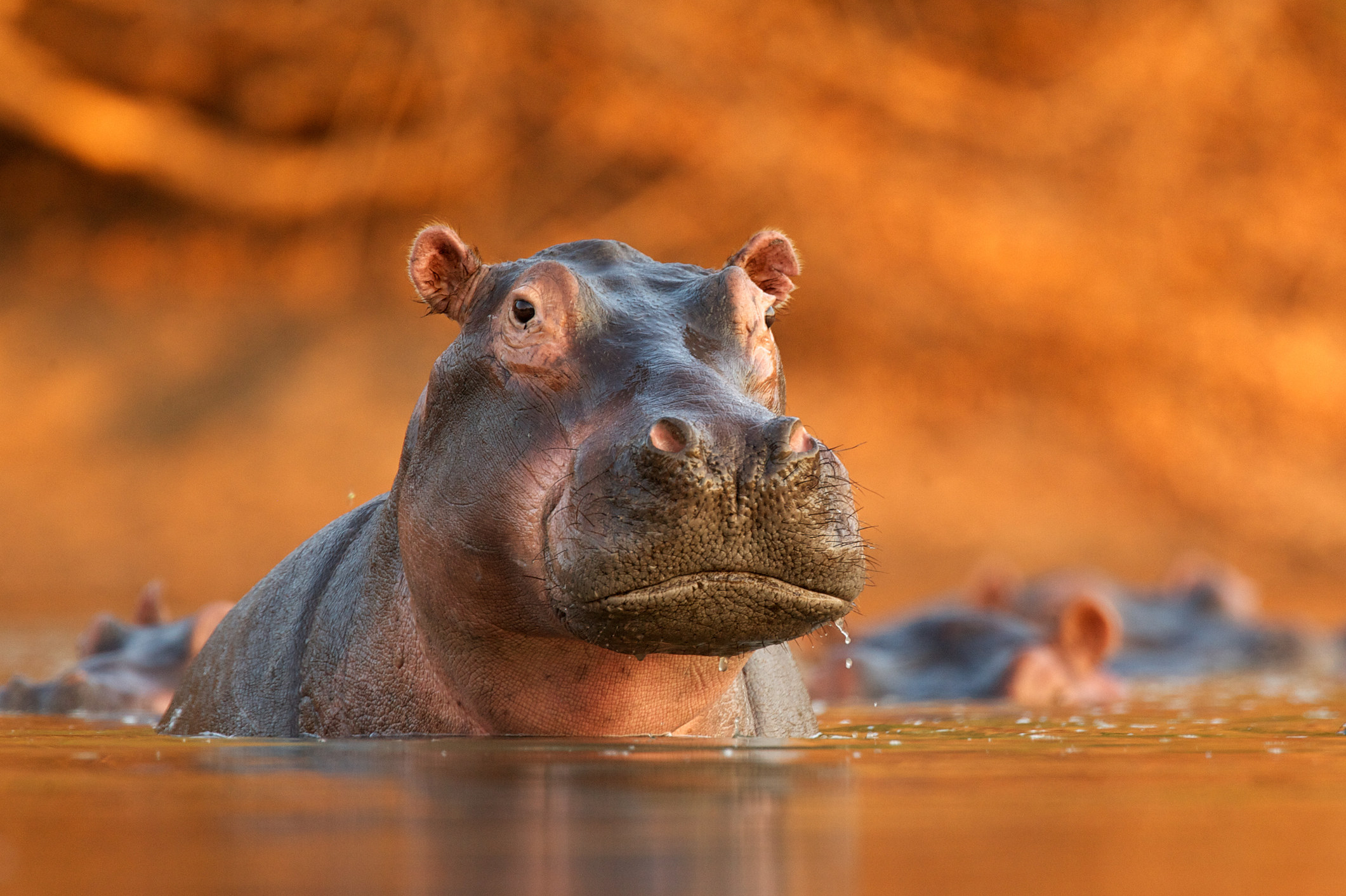a hippo rising out of the water