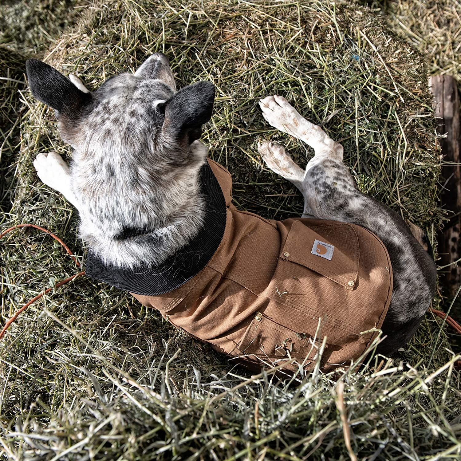 A blue heeler wearing a Carhartt jacket in a field