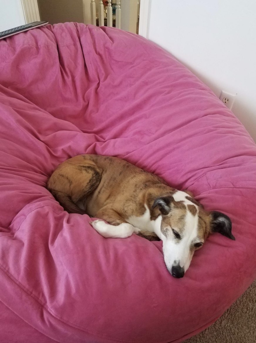 Reviewer&#x27;s photo of their dog curled up in the pink bean sack