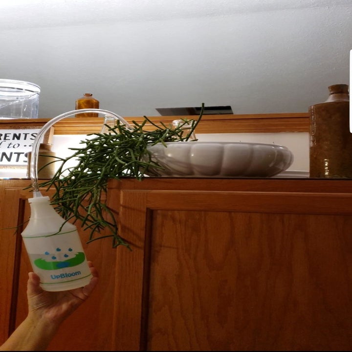 reviewer using the water bottle to water a plant on top of a high cabinet