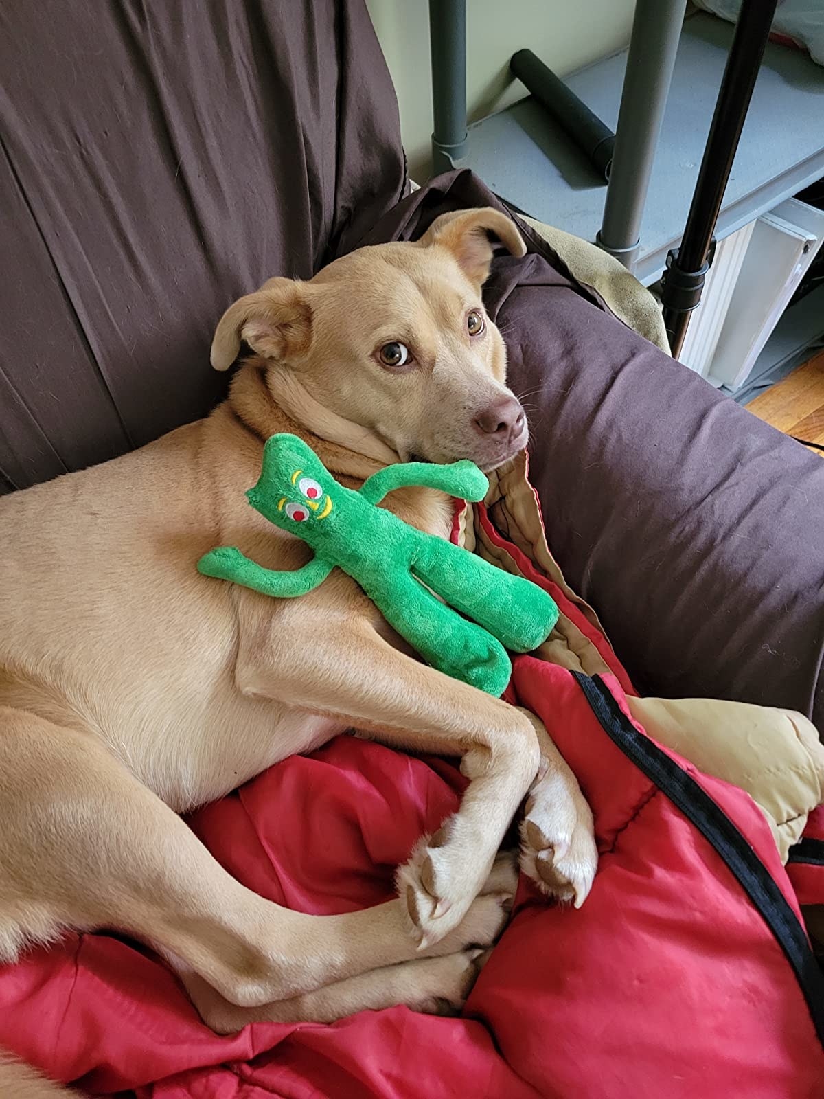Gumby toy placed on reviewer&#x27;s dog