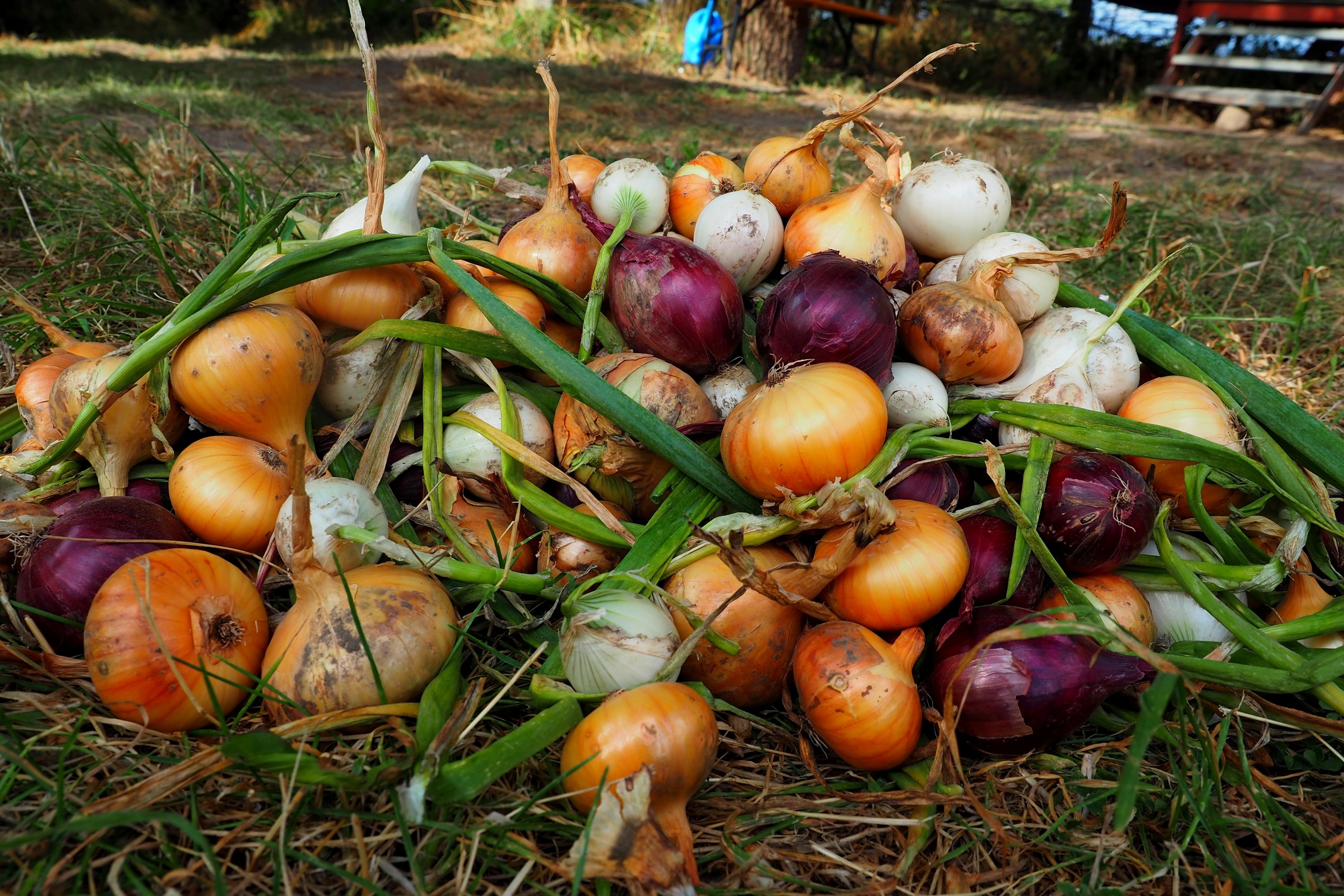 A pile of freshly harvested onions of various colors lies on the ground