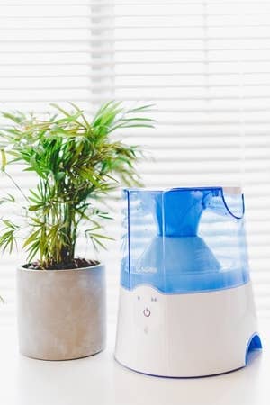 blue Crane humidifier next to a potted plant