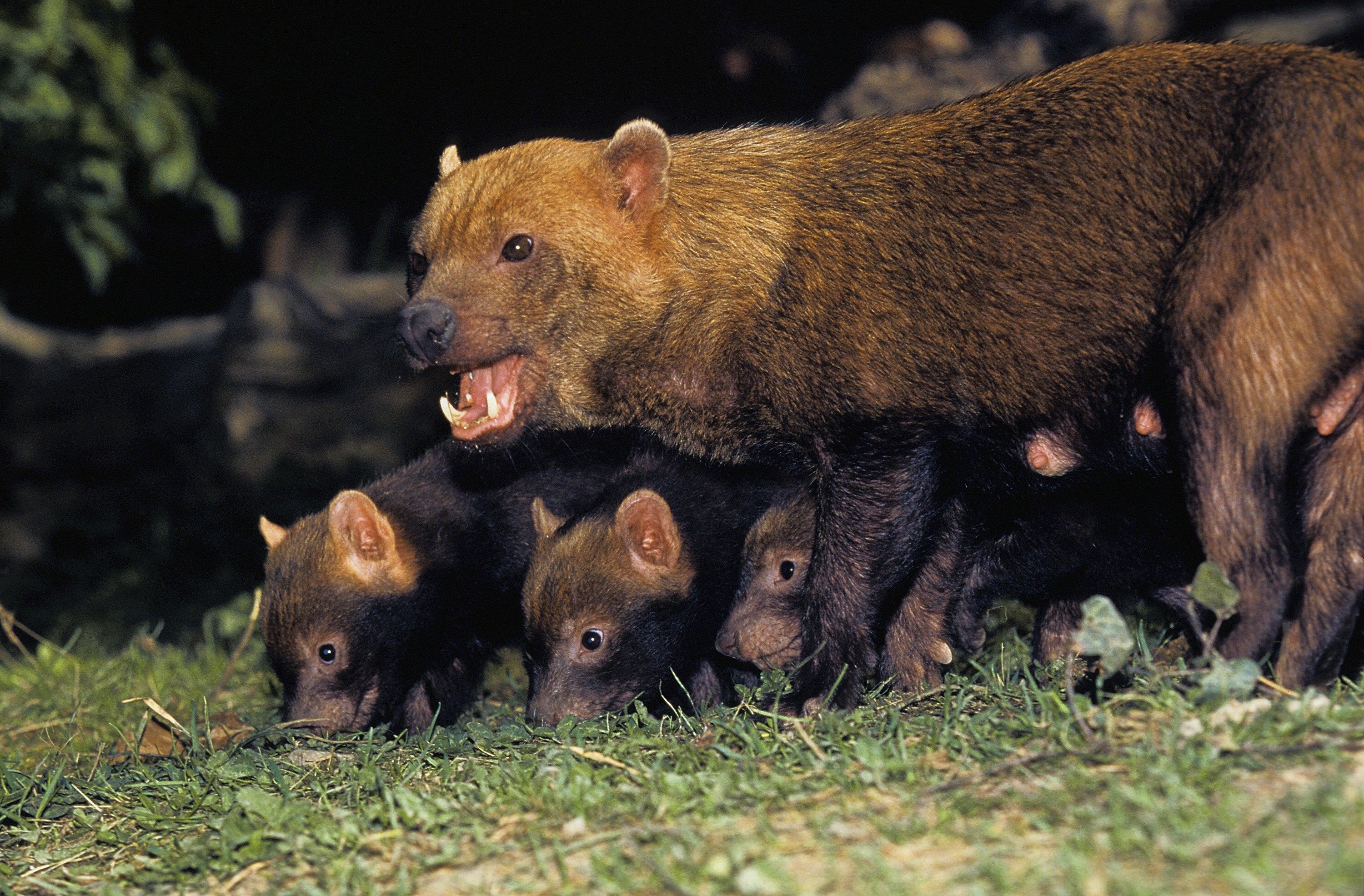 Bush Dog mother with three cubs