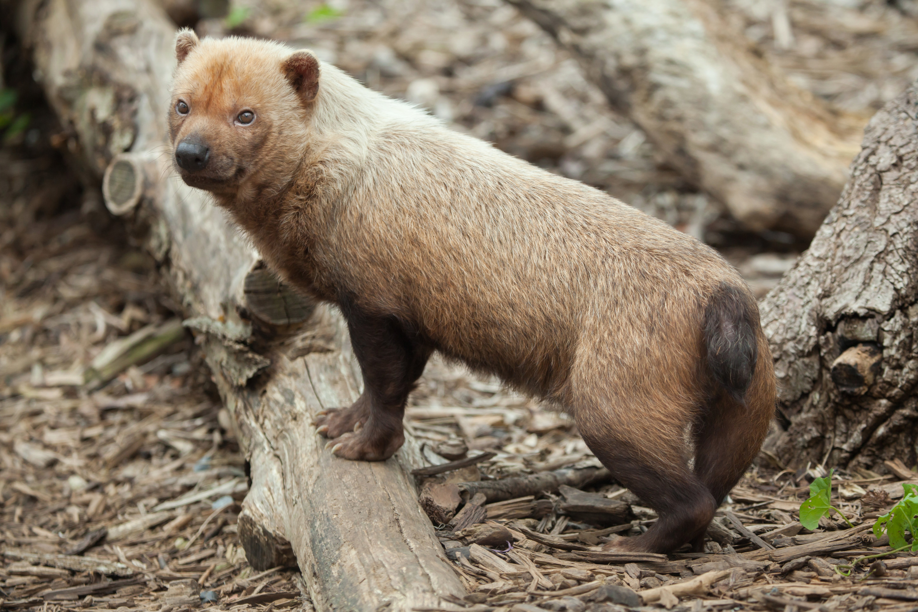 Picture of a Bush Dog posing dramatically