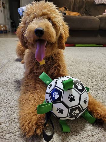 reviewer's oldendoodle happily in front of grab tab soccer ball