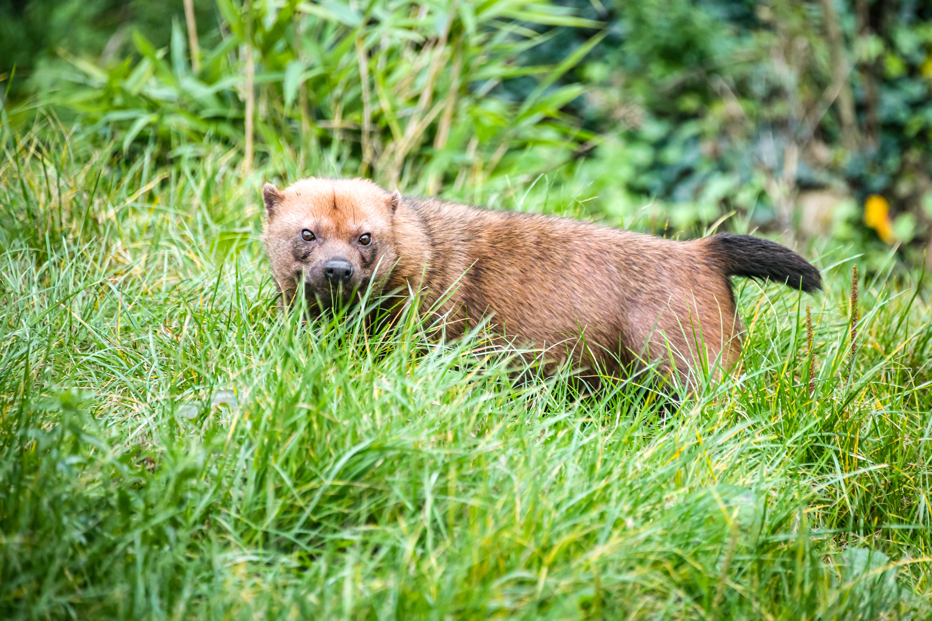 Bush Dog sitting in a sunny meadow