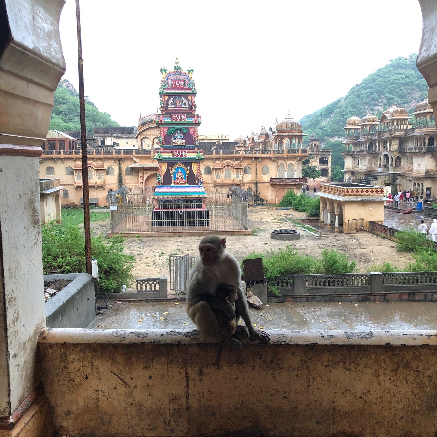 Monkey with baby monkey at temple