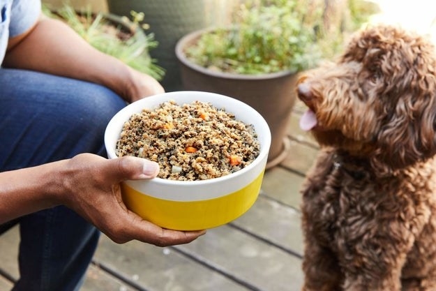 Hand holding a bowl of dog food in front of a hungry looking dog