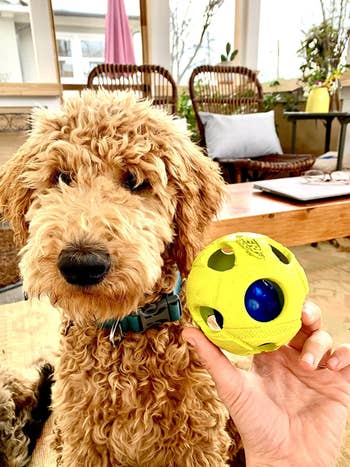 reviewer photograph holding up yellowish and bluish Nerf shot adjacent to goldendoodle