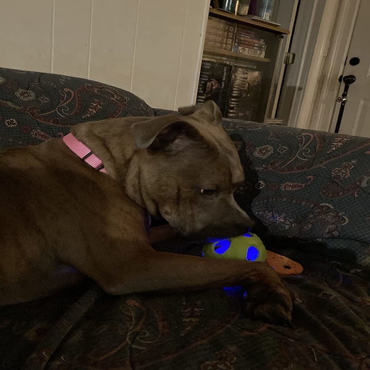 reviewer photo, pittie chewing on light-up ball