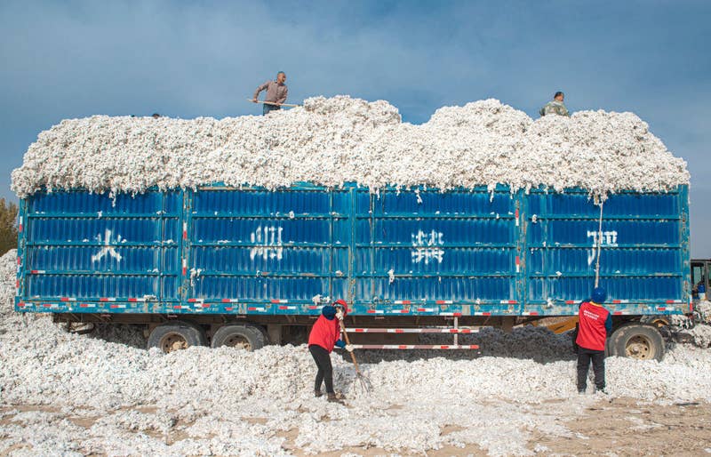 Workers shovel cotton onto a large truck in a field in Wujiaqu, Xinjiang.