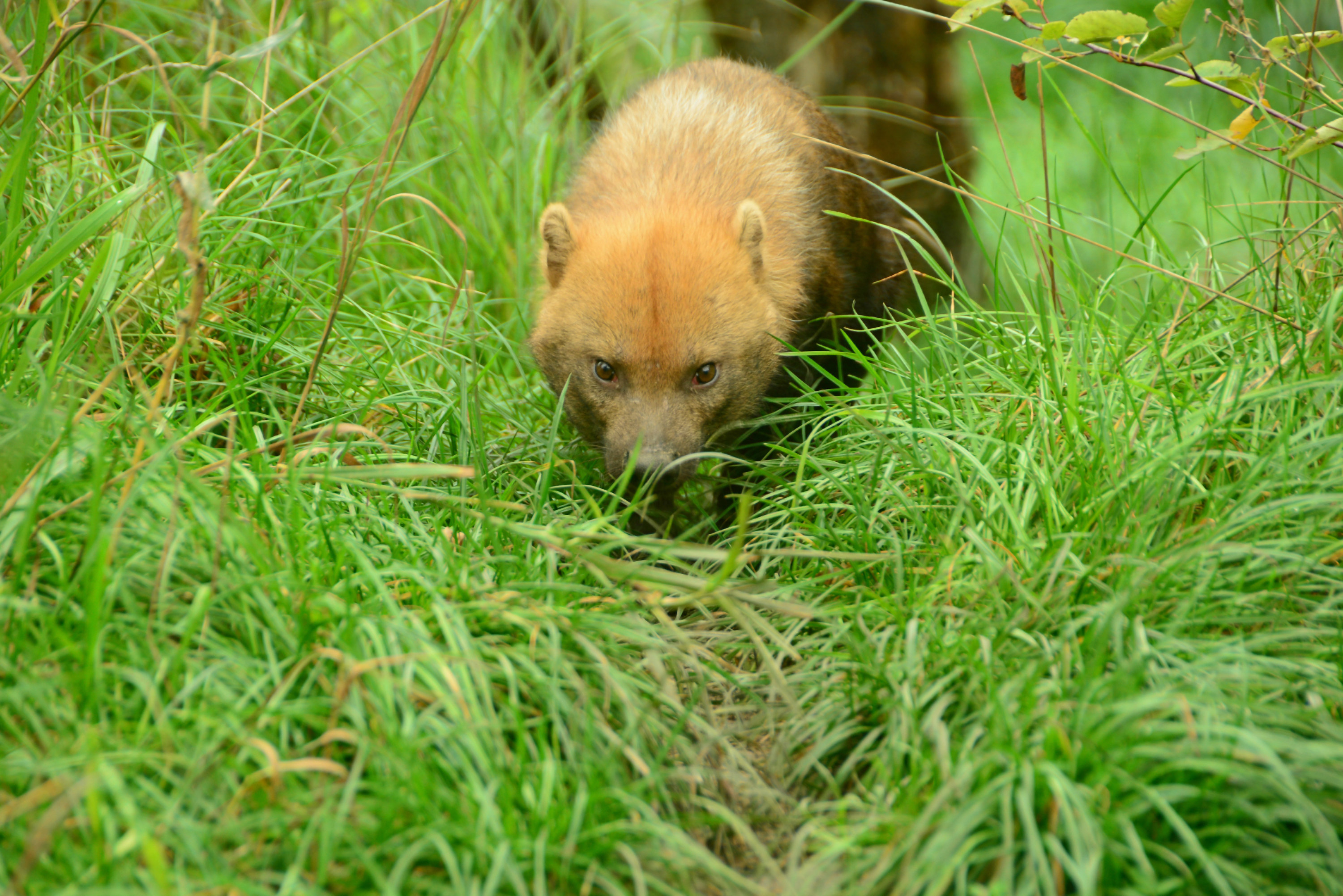 Bush Dog creeping through grass