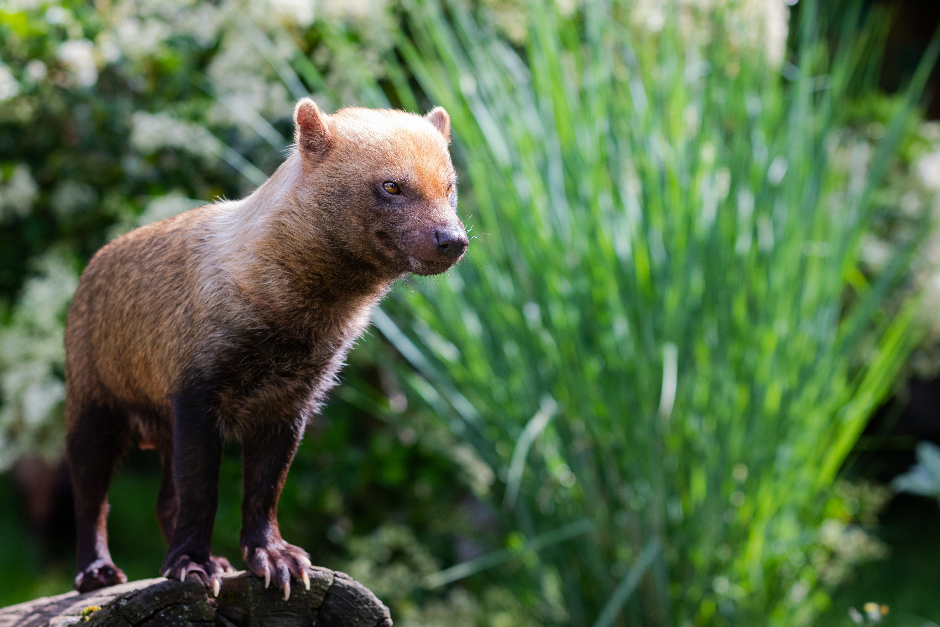 A Bush Dog stands dramatically on a log