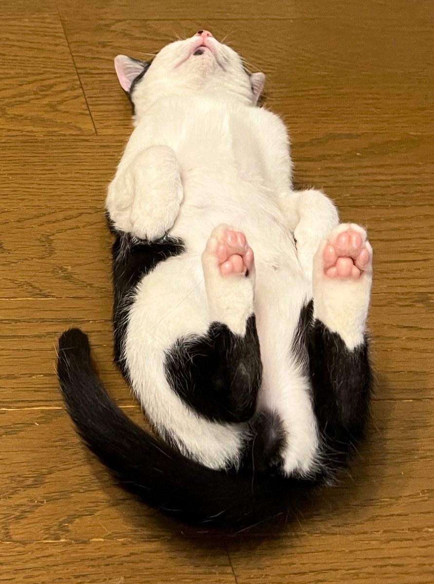 寝そべりミケにゃんことゆらゆら鯛焼きチャーム フェイクスイーツ 猫 肉球 レジン 寝そべりミケにゃんことゆらゆら鯛焼きチャーム フェイク