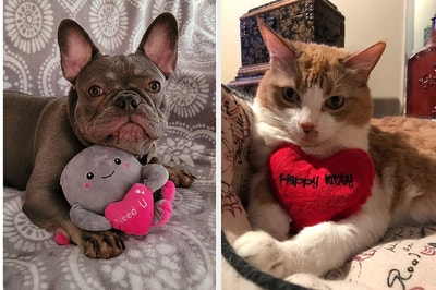 Dog holding octopus plush toy and cat holding heart toy