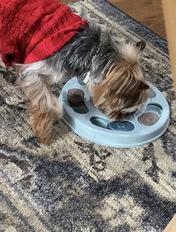 reviewer's yorkie eating from puzzle feeder