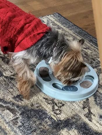 reviewer photo, yorkie eating from puzzle feeder