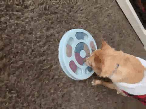GIF of reviewer chihuahua pawing astatine  and gnawing astatine  puzzle feeder