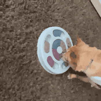 GIF of reviewer chihuahua pawing at and gnawing at puzzle feeder
