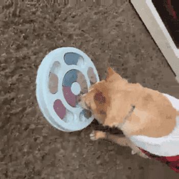 GIF of reviewer chihuahua pawing at and gnawing at puzzle feeder
