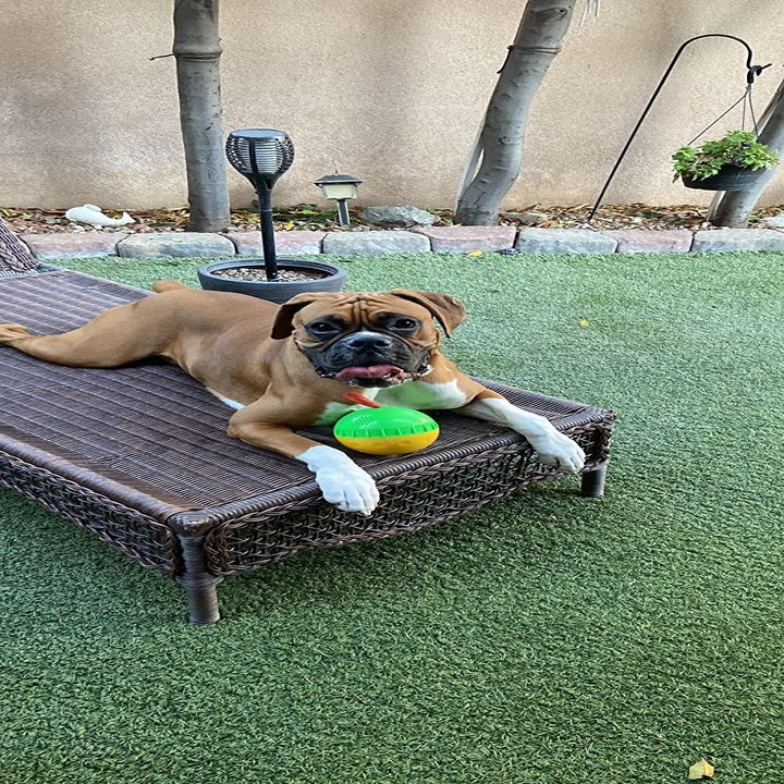 reviewer photo of boxer puppy playing with a green ball, on an outside lounger